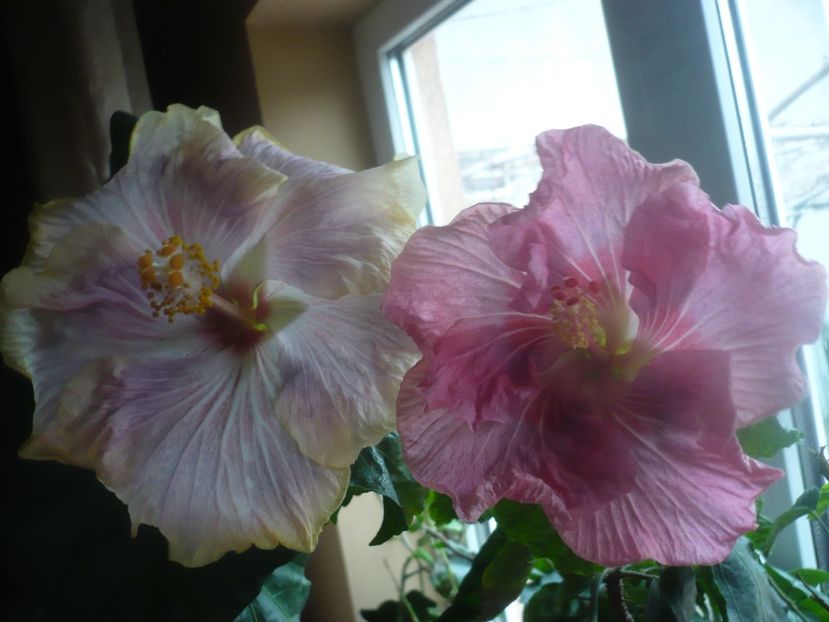 P1470357 - HIBISCUSI 2020-6