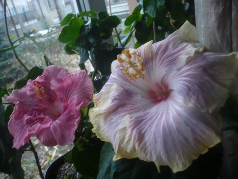 P1470359 - HIBISCUSI 2020-6