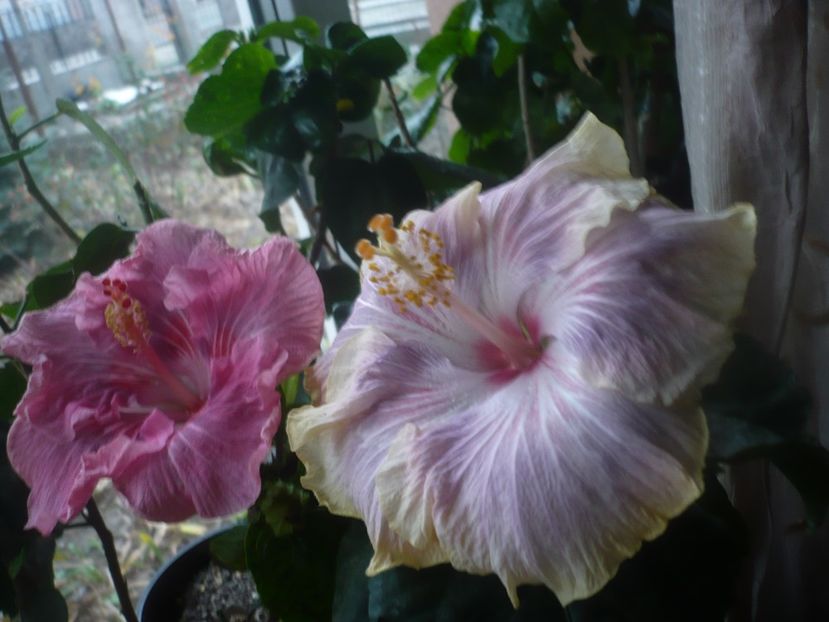 P1470360 - HIBISCUSI 2020-6