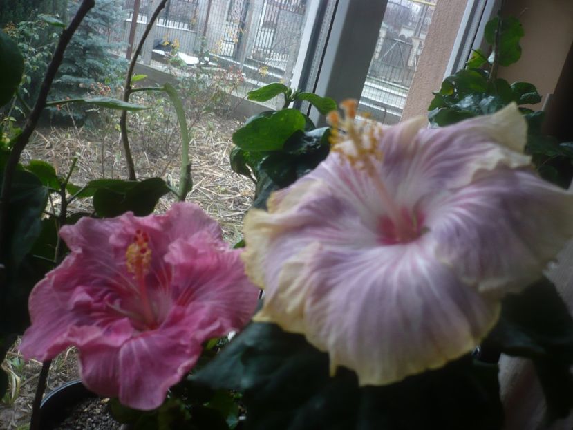 P1470362 - HIBISCUSI 2020-6