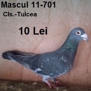 Mascul 11-701....-Pastarnacu - Porumbei vanduti