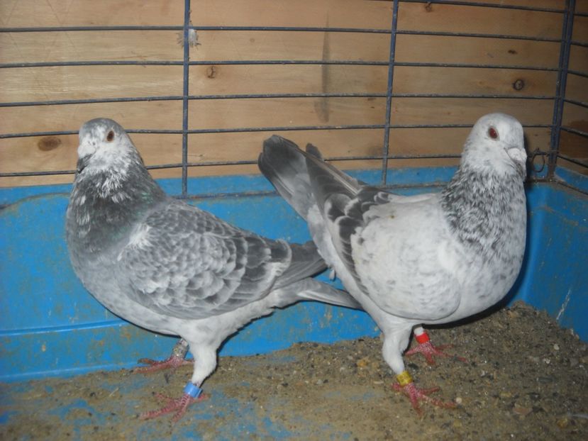 4 - PORUMBEI VANDUTI 2