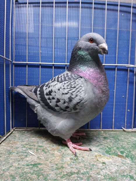 M 2020 - Masculi matca 2021