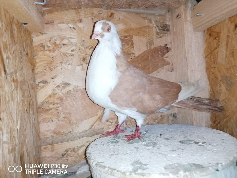 received_676914946310734 - porumbei care mi-au apartinut