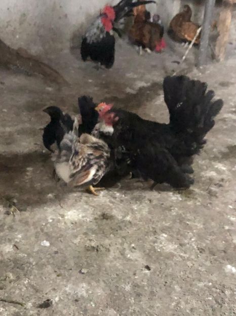 BDB8066A-F7F1-48D4-BD5C-081958DBA30C - Sebright-auriu și Serama