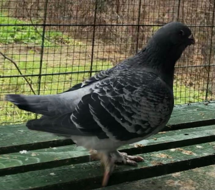 0B06AE9D-04B3-49FB-AC1E-56FADFE5CA97 - Masculi pentru 2021