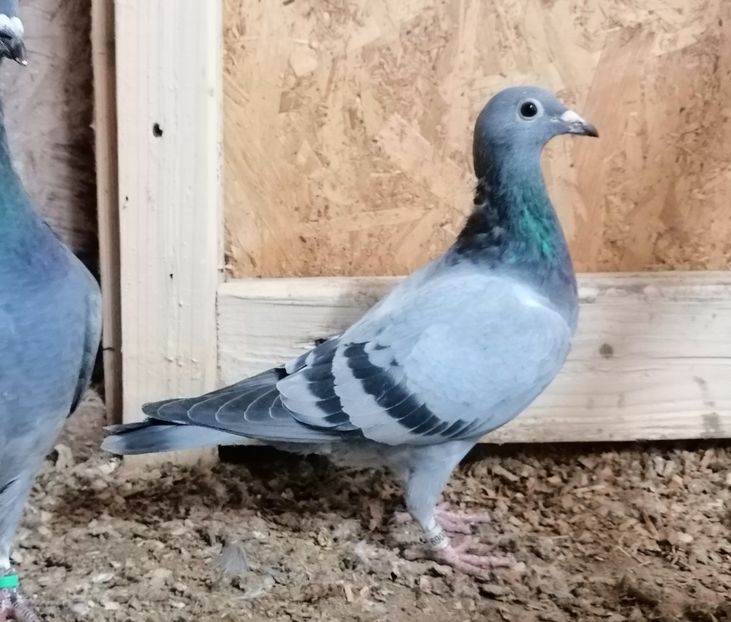 vanata 69q - PORUMBEI