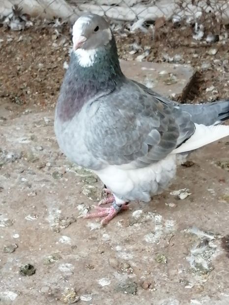 Masc 2020 - Porumbei vanduti