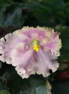  - Rob s Antique Rose