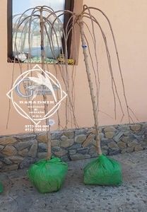 dud plangator6 - DUD PLANGATOR