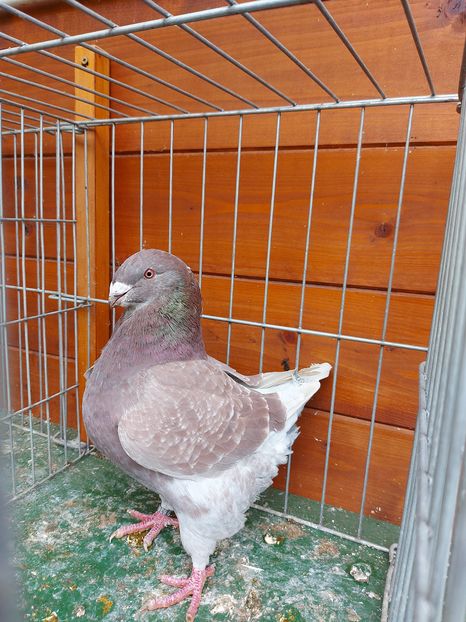 F 2020 - Femele matca 2021