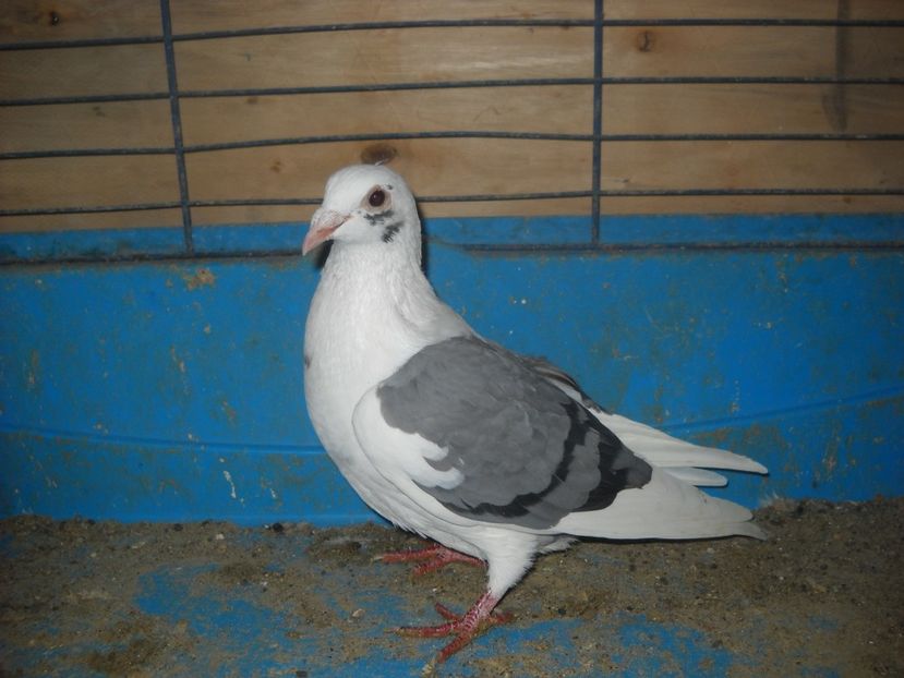  - PORUMBEI VANDUTI 2