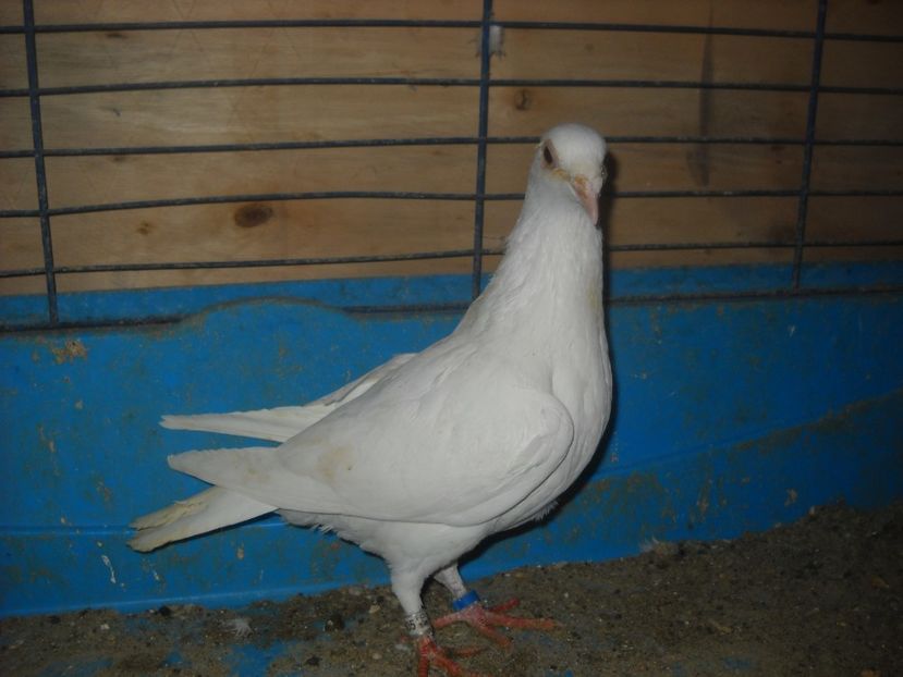  - PORUMBEI VANDUTI 2