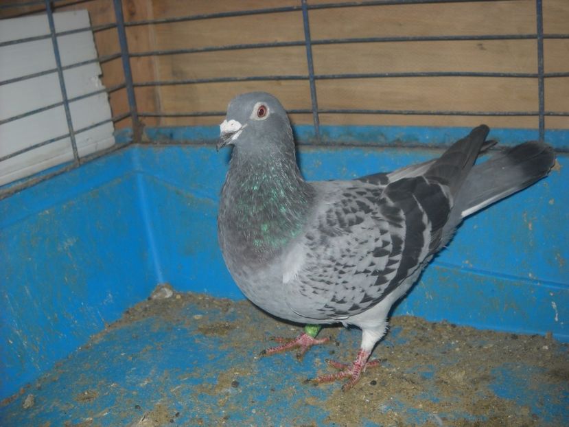  - PORUMBEI VANDUTI 2