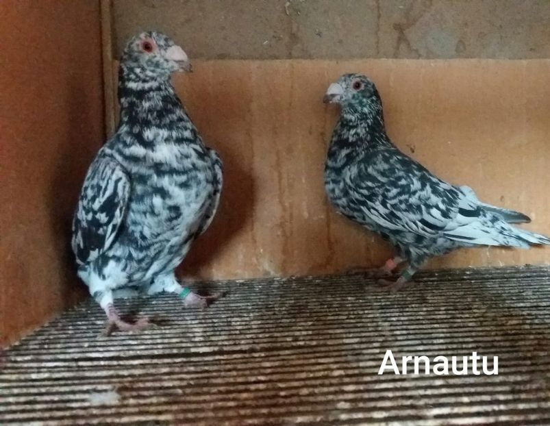 IMG-20201025-WA0026 - ANDALUZI HOMOZIGOTI