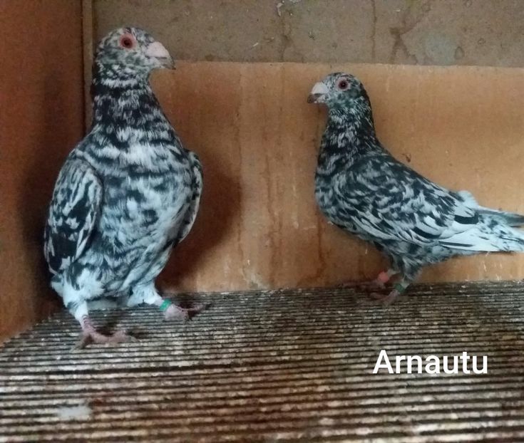 IMG-20201025-WA0027 - ANDALUZI HOMOZIGOTI