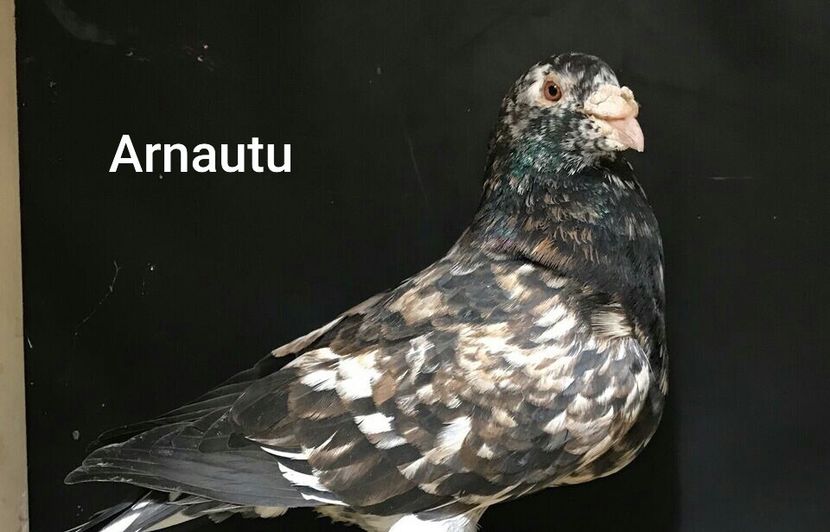 IMG-20201212-WA0092 - ANDALUZI HOMOZIGOTI