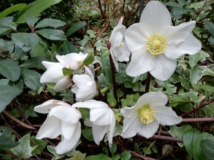  - Grădina 2020 continuare 2