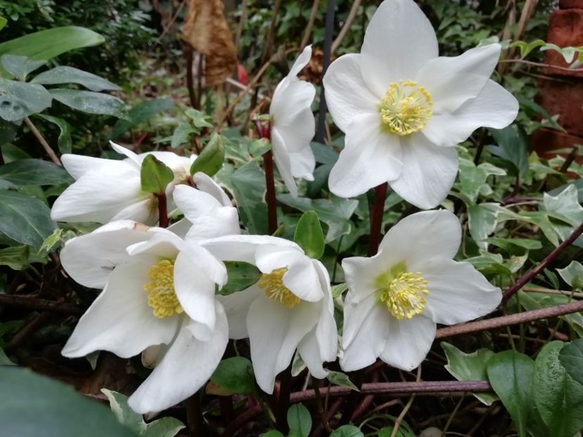  - Grădina 2020 continuare 2