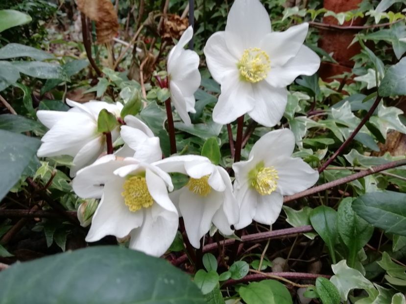  - Grădina 2020 continuare 2