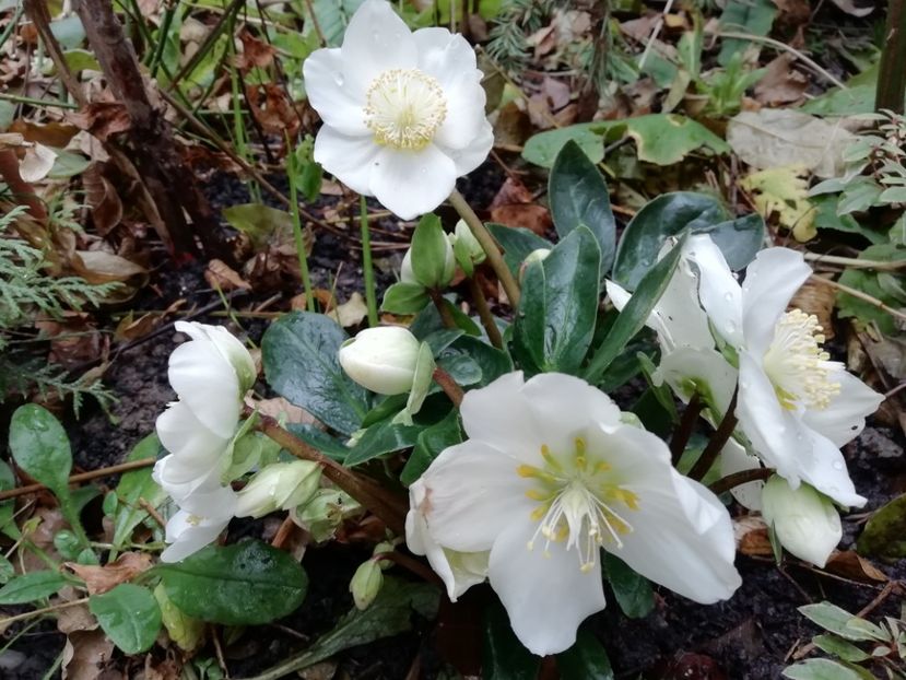  - Grădina 2020 continuare 2