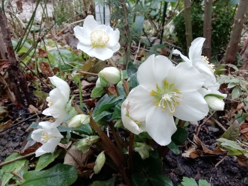  - Grădina 2020 continuare 2