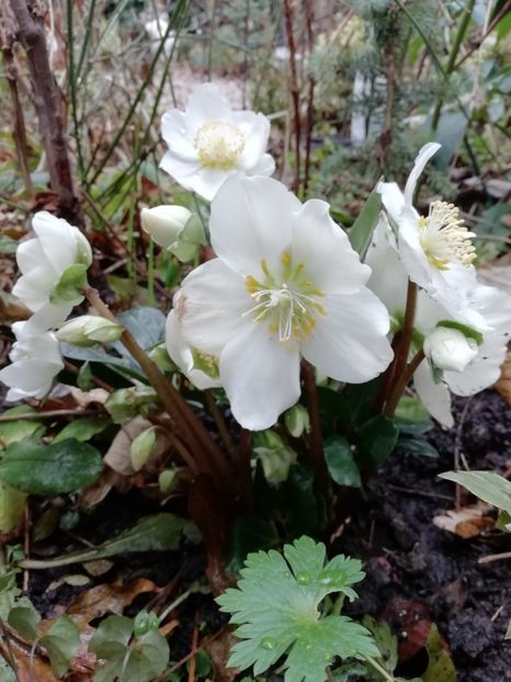  - Grădina 2020 continuare 2