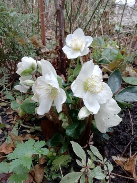  - Grădina 2020 continuare 2