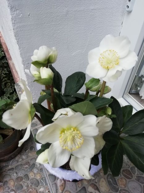  - Grădina 2020 continuare 2