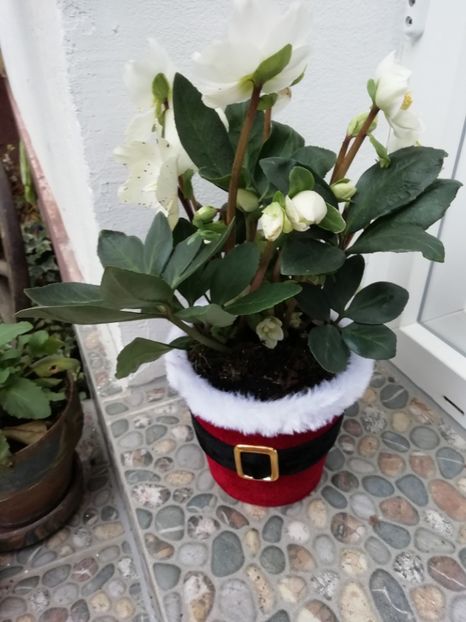  - Grădina 2020 continuare 2