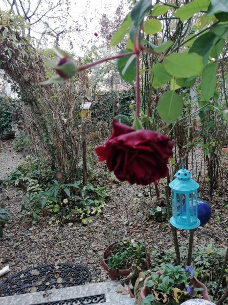  - Grădina 2020 continuare 2