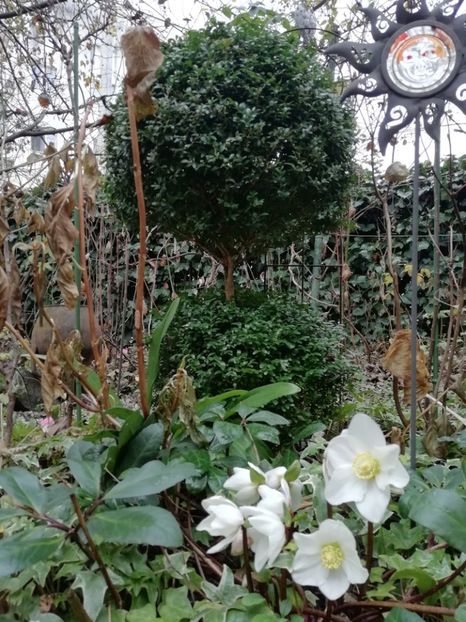  - Grădina 2020 continuare 2