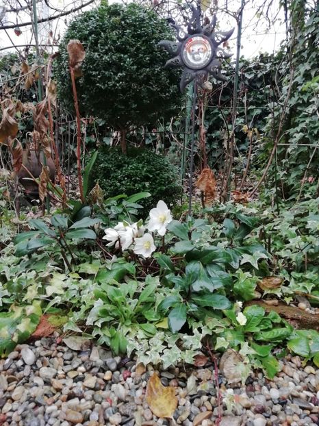  - Grădina 2020 continuare 2