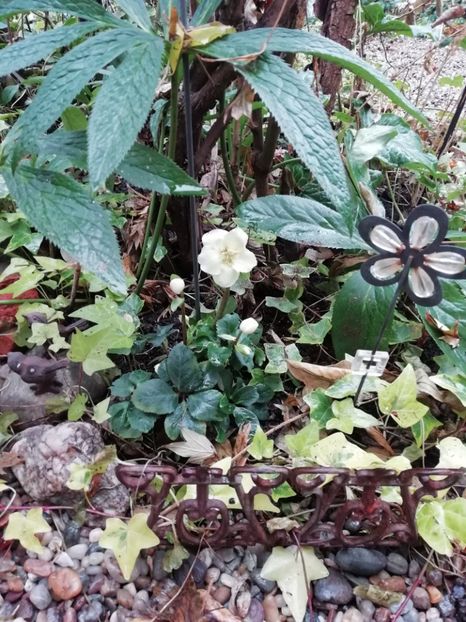  - Grădina 2020 continuare 2