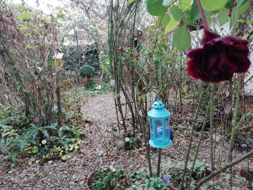  - Grădina 2020 continuare 2