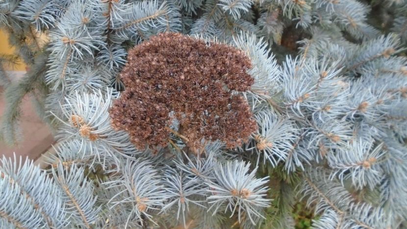 Sedum spectabile - Toamna 2020-2021-2022-2023