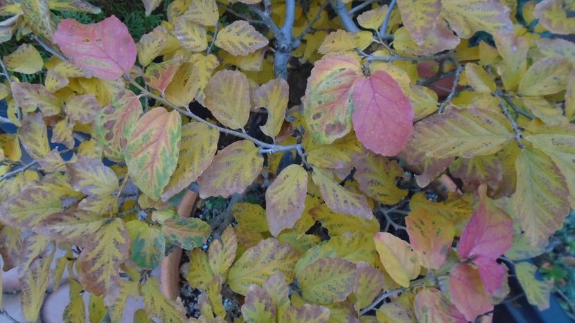 Parrotia persica - Toamna 2020-2021-2022-2023