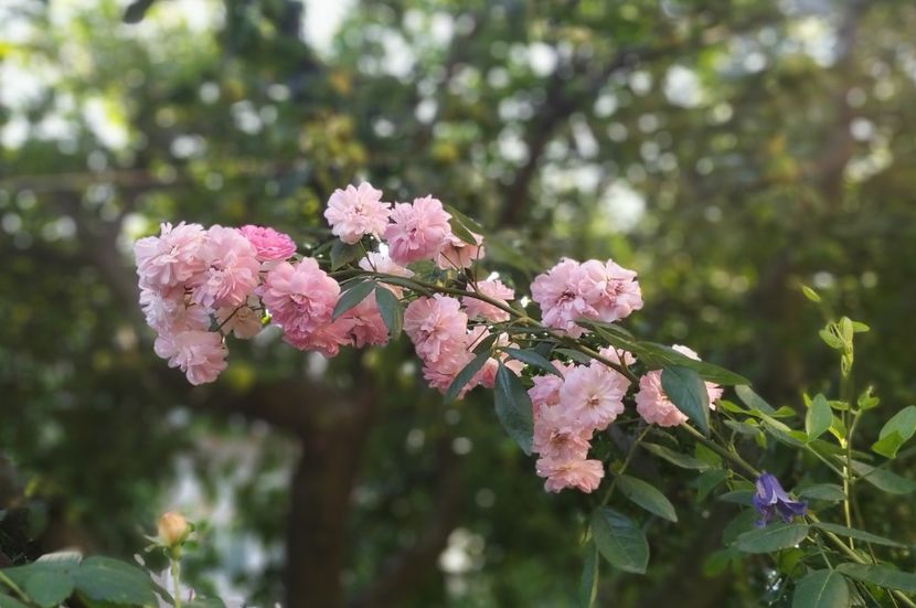  - Belle de Sardaigne