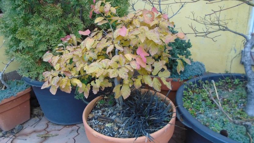 Parrotia persica - Bonsai si prebonsai 2020-2023