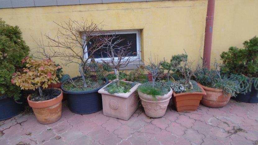 19 dec. 2020 - Pregatiti de iarna - Bonsai si prebonsai 2020-2023