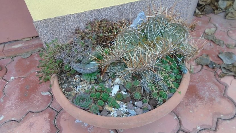 19 dec.- Minirocarie - Cactusi 2020 final de an