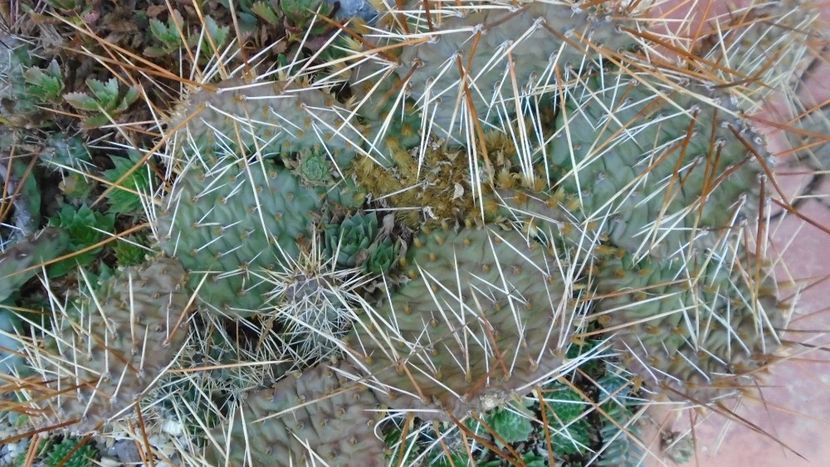19 dec.- Minirocarie - Cactusi 2020 final de an