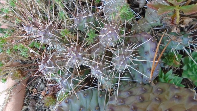 19 dec.- Minirocarie - Cactusi 2020 final de an