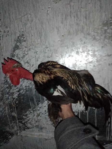  - Matca de găini pitice porțelan 2021