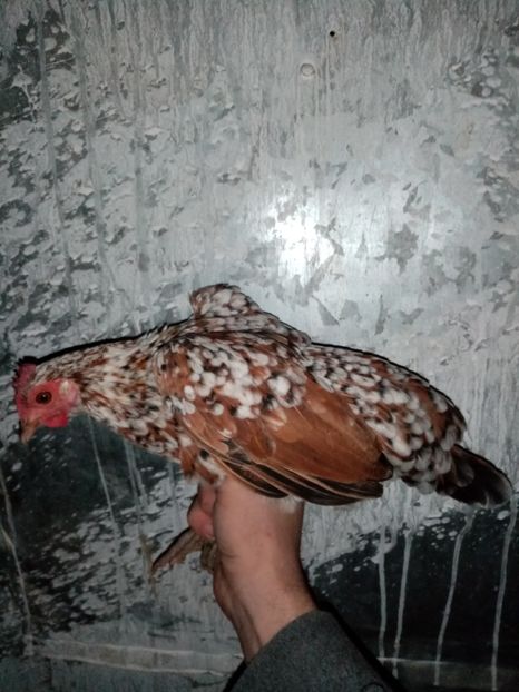  - Matca de găini pitice porțelan 2021