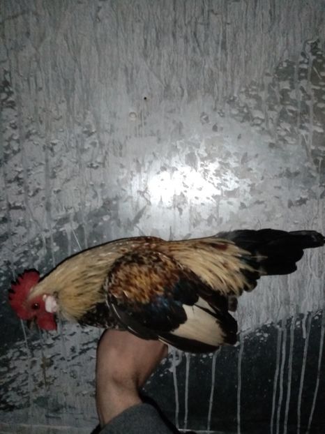  - Matca de găini pitice porțelan 2021