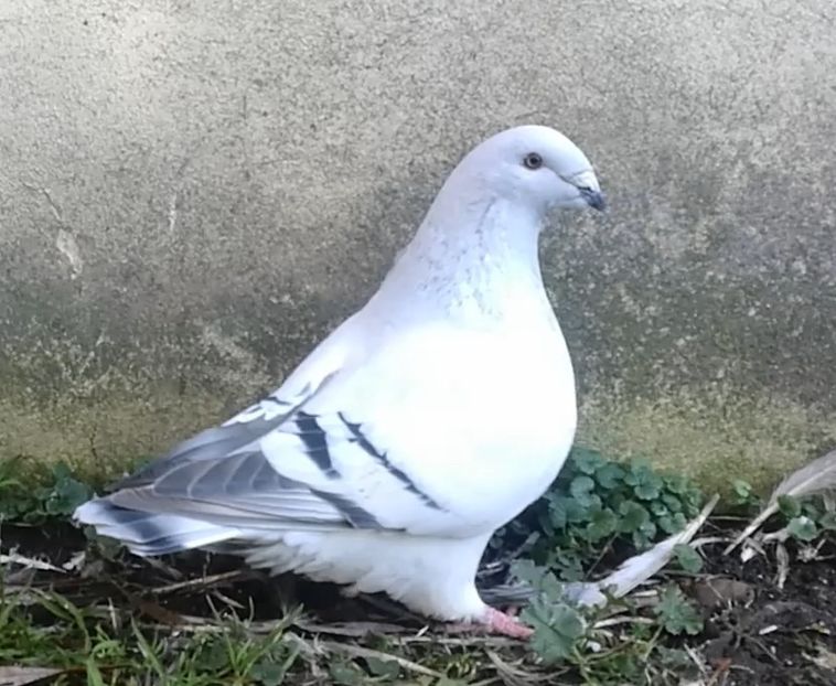  - g- MLODE-2020 - Youth