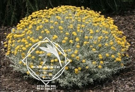 santolina 1 - SANTOLINA