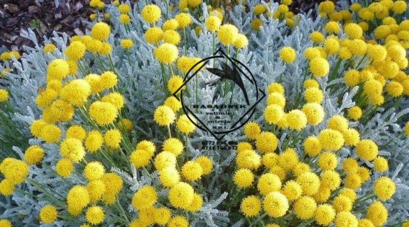 Santolina chamaecyparissus1 - SANTOLINA