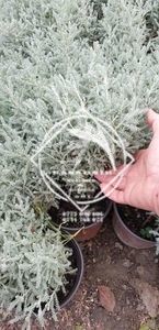 Santolina chamaecyparissus3 - SANTOLINA